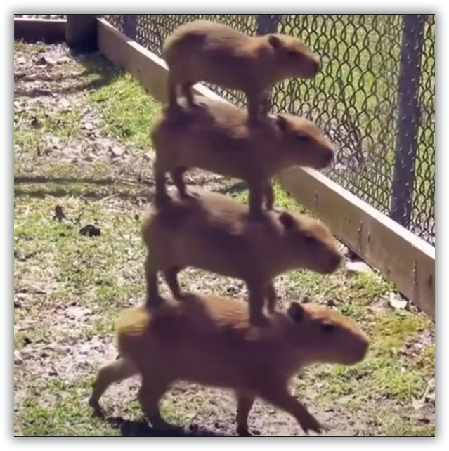 Capybara Go memes